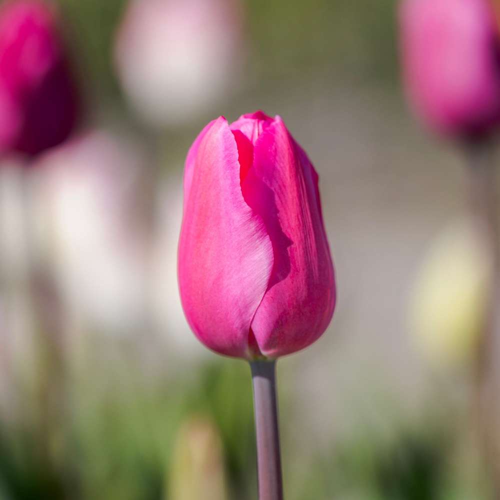 Tulipan 'Don Quichotte'